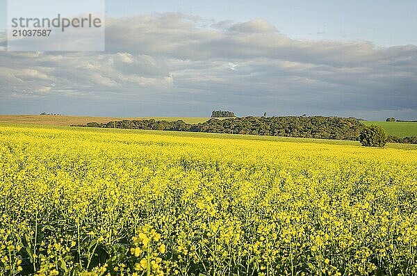 Beautiful canola plantation  yellow flower field in Brazil