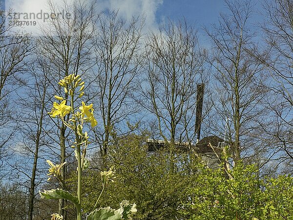 Yellow flower in the foreground with unleafy trees and a blue sky with clouds in the background  Amsterdam  Netherlands