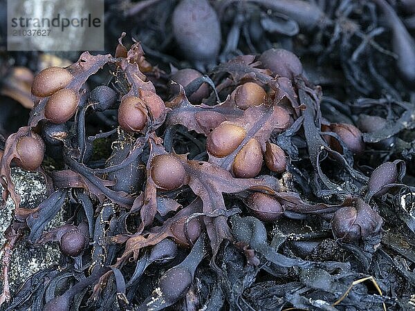 Dried bladderwrack on the Norwegian coast