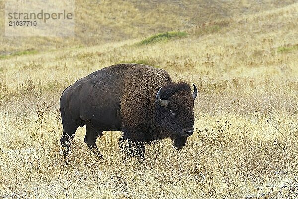 A large bison walks in a grassy prairie in western Montana