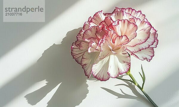 A beautiful carnation on a clean white backdrop  casting an intricate shadow  pink flower on white background AI generated