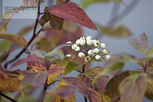 Red leaves surround a cluster of snowberries in north Idaho