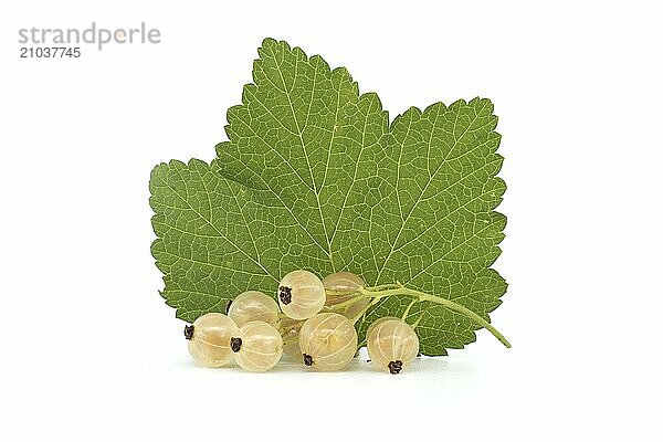 Fresh ripe white currant berries with leaf isolated on a white background