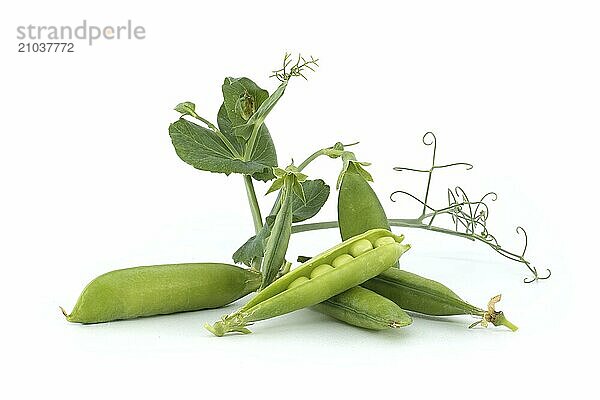 Fresh garden peas pods with green leaves isolated on a white background  sweet peas or English peas picked before full maturity