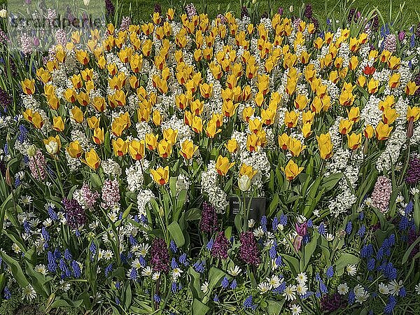 Many colourful tulips and hyacinths in a flower bed in spring  Amsterdam  Netherlands