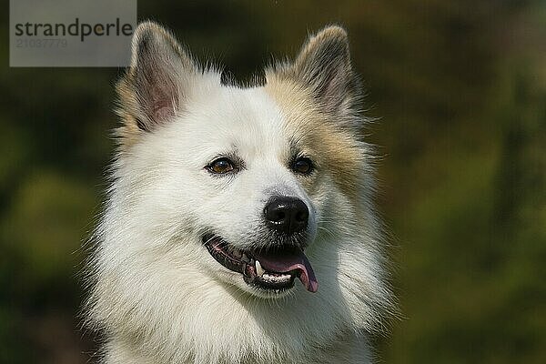 Portrait of an Icelandic dog