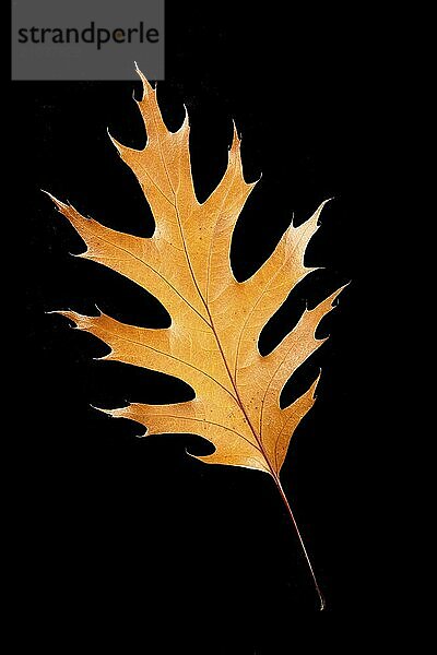 An abstract flat lay photo of a dried autumn leaf set against a black background