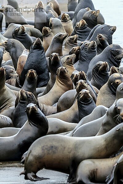 Several sea lions on a dock with their heads held up in Astoria  Oregon