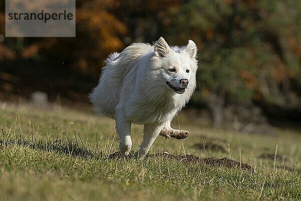 Racing Icelandic hound