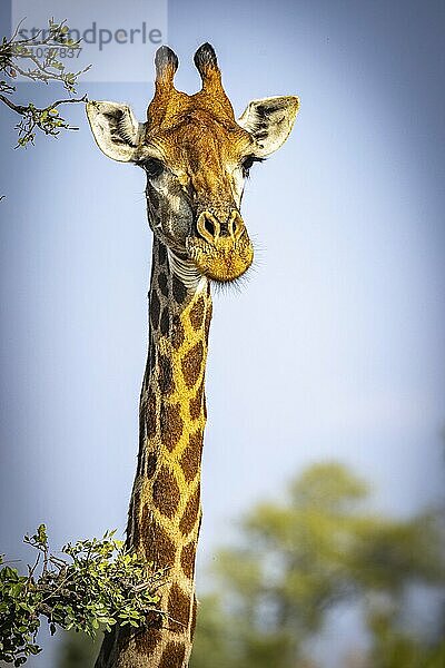 Southern giraffe (Giraffa giraffa)  portrait  Balule Plains  South Africa  Africa