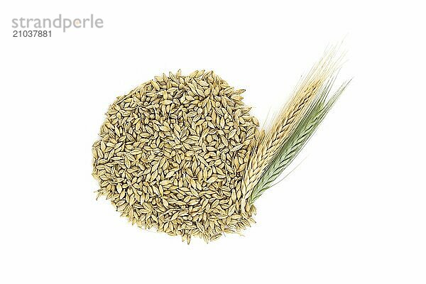 Barley seeds with the outer husk and barley ears isolated on white background  new grain harvest concept