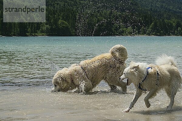 Playing dogs in the water (Icelandic dog and Golden Retriever)