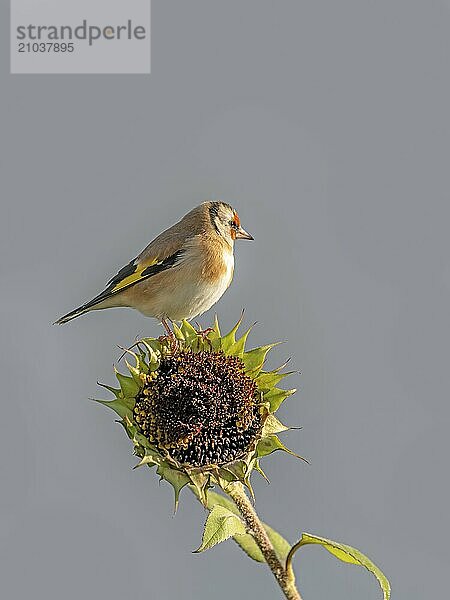 Goldfinch sits on an old sunflower with seeds between blooming sunflowers in front of gray background