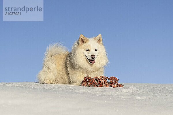 Playing in the snow