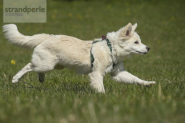 Running puppy (Icelandic dog)