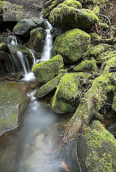 Moss covered rocks and a cascading stream along the Sol Duc Falls trail in Washington