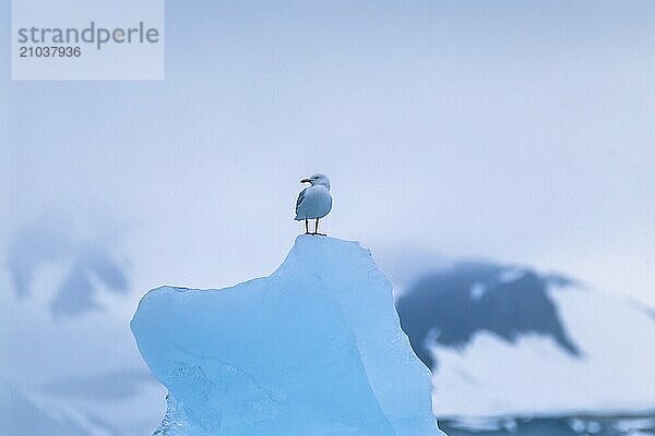 Glaucous gull (Larus hyperboreus) sitting on top on an iceberg in a arctic landscape  Svalbard