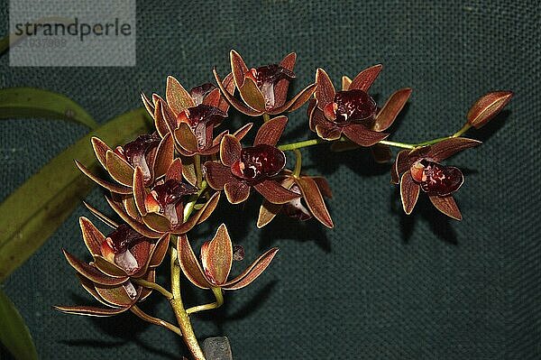 Cymbidium hybrid orchids on dark background