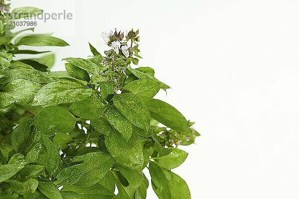 Close-up of a fresh basil plant (Ocimum basilicum) isolated on white background and copy space