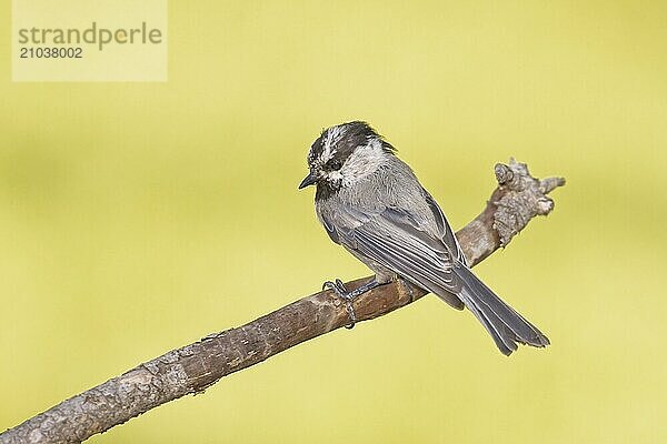 A close up of a cute mountain chickadee perched on a stick in north Idaho