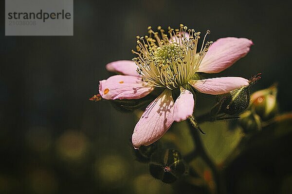 Blackberry blossom in a beautiful light mood with nice bokeh. Close up of the flower with many details