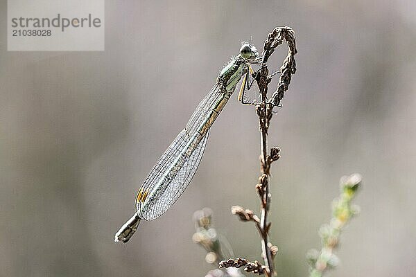 Emerald Damselfly (Lestes viridis)  Emsland  Lower Saxony  Germany  Europe