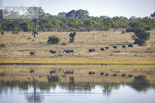 Herd of blue wildebeest (Connochaetes taurinus) on the way to the waterhole  Manyeleti Game Reserve  South Africa  Africa