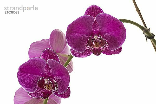 A studio photo of beautiful purple orchid flowers against a bright white background