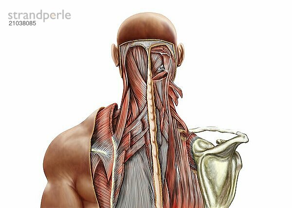 Human anatomy showing deep muscles in the neck and upper back