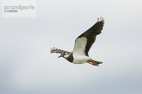 Kiebitz  Vanellus vanellus  Lapwing