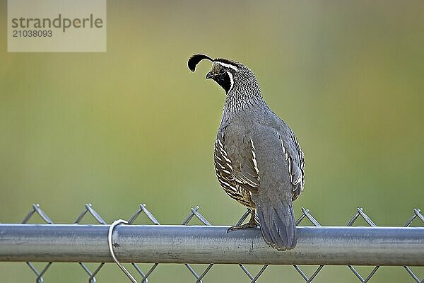 A beautiful male quail is perched on a backyard fence in north Idaho