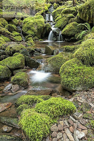 Moss covered rocks and a cascading stream along the Sol Duc Falls trail in Washington