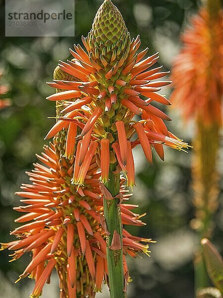 Close-up of several aloe flowers with orange-coloured blossoms  madeira  portugal