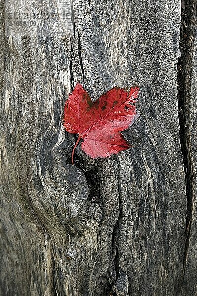 A red leaf in autumn lays on a tree trunk at the Finch Arboretum  in Spokane  Washington USA