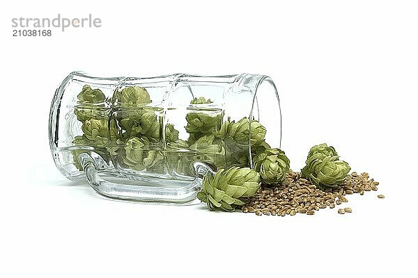 Fresh green hops cones and wheat grain seeds in a glass beer mug isolated on white background. Beer brewing ingredients