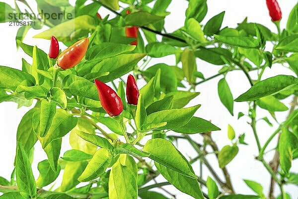 Organic red pepper plant with green leaves on a white background  growing food  Food photography  Food photography