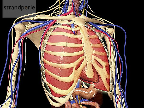 Human rib cage with lungs and nervous system