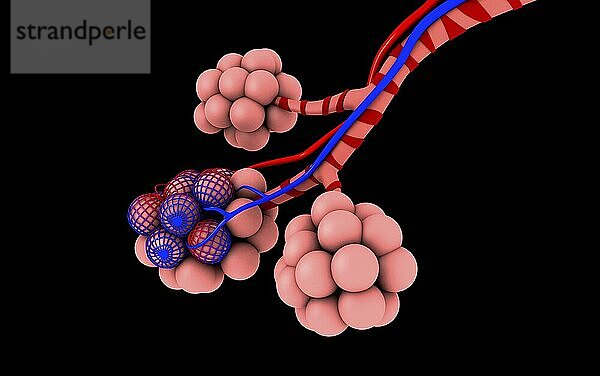 Conceptual image of alveoli