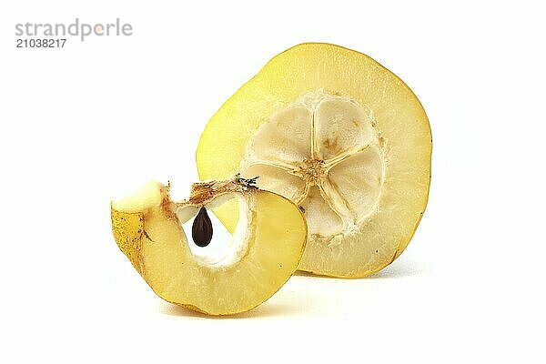 Yellow quince fruits whole and some cut in half to expose their seeds isolated on white background  full depth of field  Chaenomeles japonica or Japanese quince