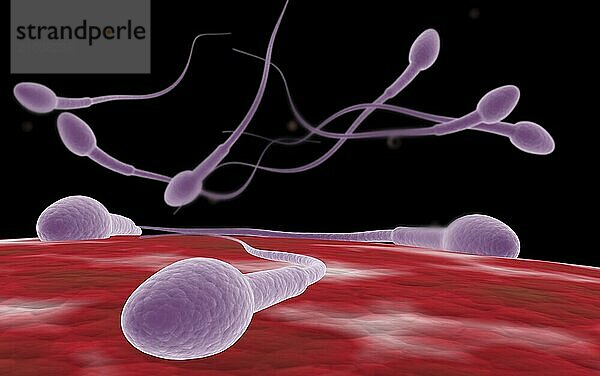 Conceptual image of fertilization