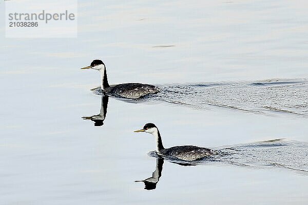 Two horned grebe swim in calm water in north Idaho