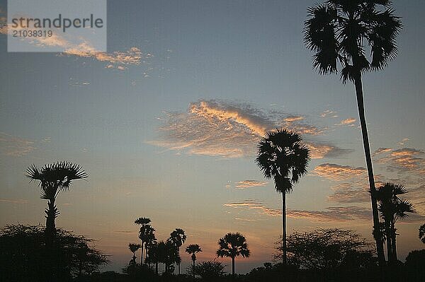 Sunrise among the palms  Tamil Nadu  South India