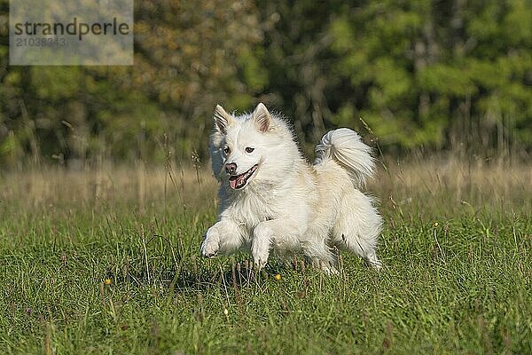 Running Icelandic dog on an autumn meadow