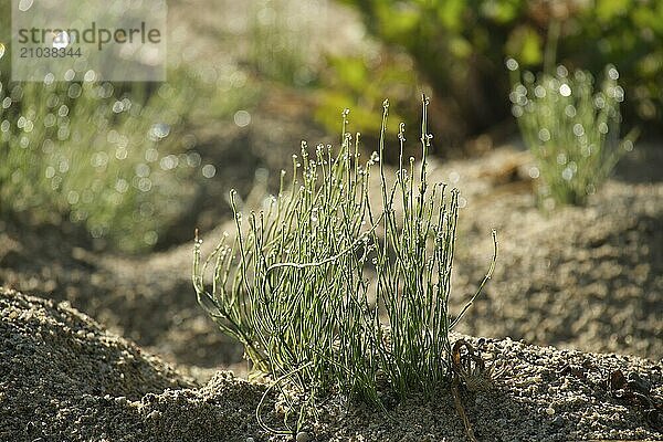 Drops of water glisten on the grass  creating sparkles of light the vibrant yellow background is filled with lush green grass and plants  interesting hue foliage stands out against the bright backdrop