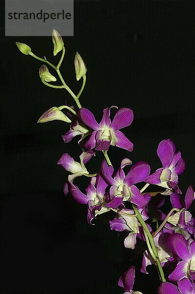 Purple orchids on black background