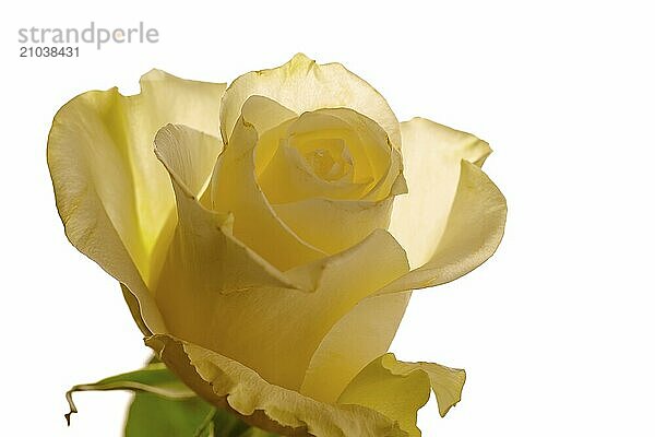 A close up photo of a yellow rose that is backlit by a white background