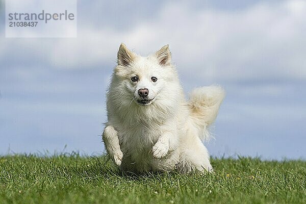 Icelandic dog in action