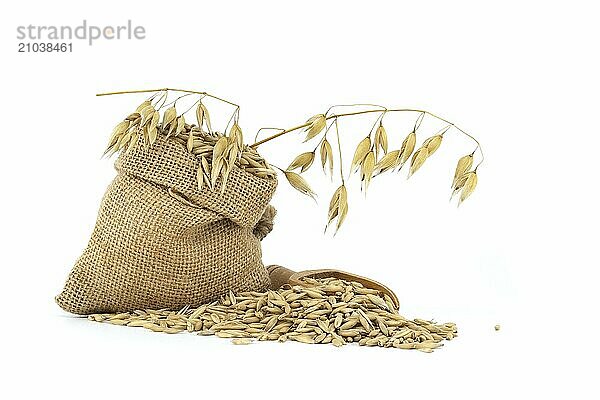 Oat grains with hulls or husks in burlap bag isolated on a white background. Agriculture  diet and nutrition. Common oat or Avena sativa