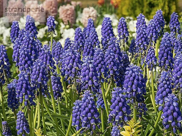 Lively flower bed with purple bluetrees and scattered yellow flower-bed in spring  Amsterdam  Netherlands