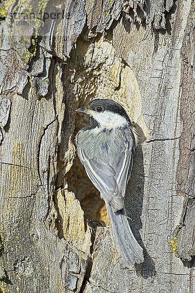 A small black capped chichadee is perched on the edge of a hole in a tree in Coeur d'Alene  Idaho